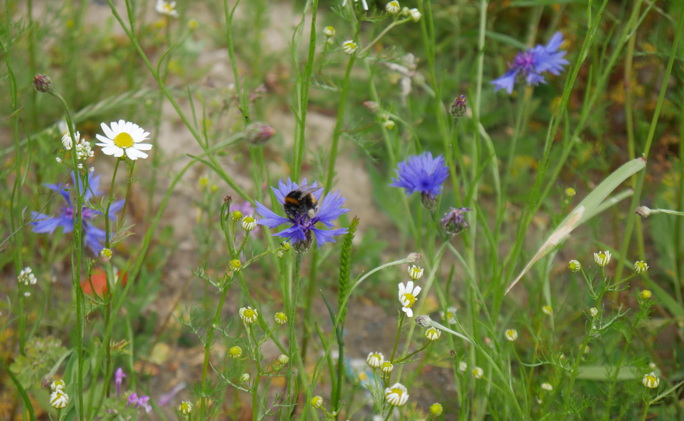 Hummel auf Wildblumenwiese als Beitrag zur Biodiversität und Förderung von Bestäubern