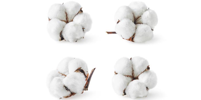 Baumwollblüten als Beispiel nachwachsender Rohstoffe auf weißem Hintergrund