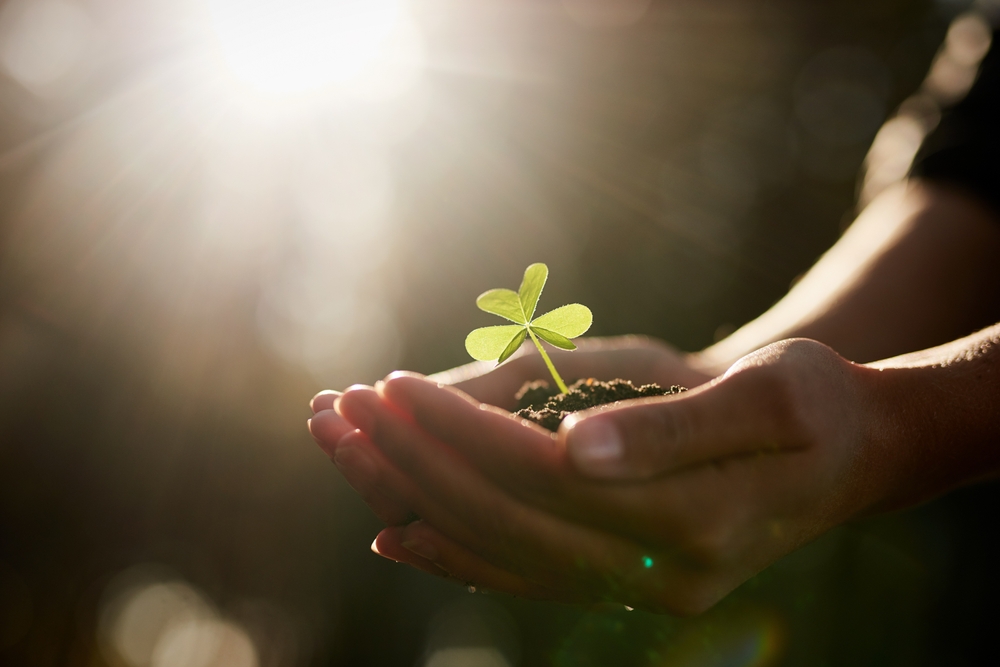 Small plant in hands as symbol for sustainable and mobile working