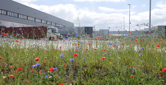 Die insektenfreundlichen Magerwiesen vor dem HALFAR® Logistikzentrum