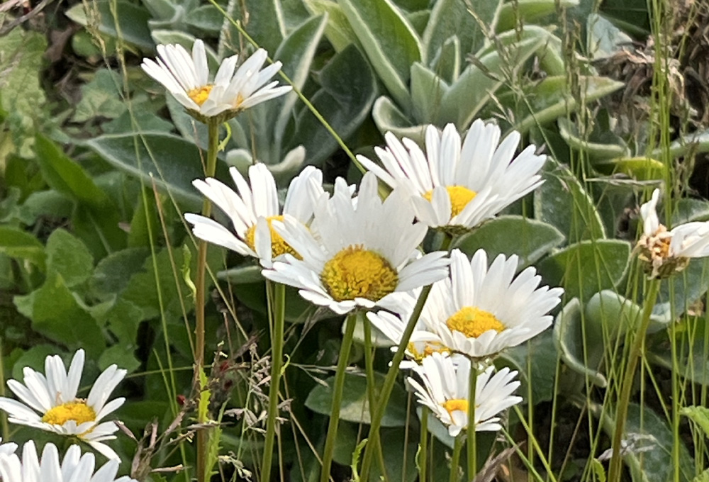 blühende Blumen auf einer Wiese