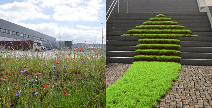 blühende Grünflächen & Halfars grünem Weg